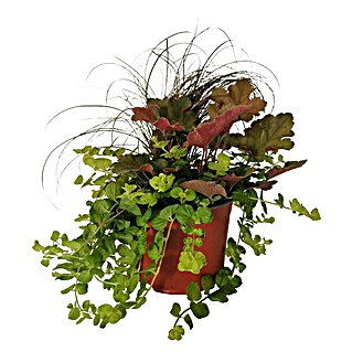 Stauden-Mix Herbstzauber (Verschiedene Arten und Sorten, Topfgröße: 12 cm)