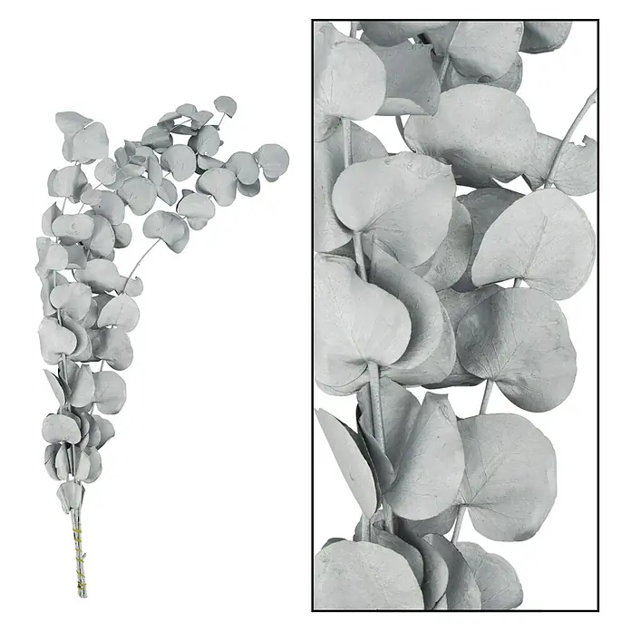 Ramo de flores secas Eucalipto - Largo: 76 cm, Plata - Primer plano de una rama de eucalipto dólar plateado con hojas redondas, ideal para decoraciones y arreglos florales.