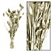Ramo de flores secas Phalaris 