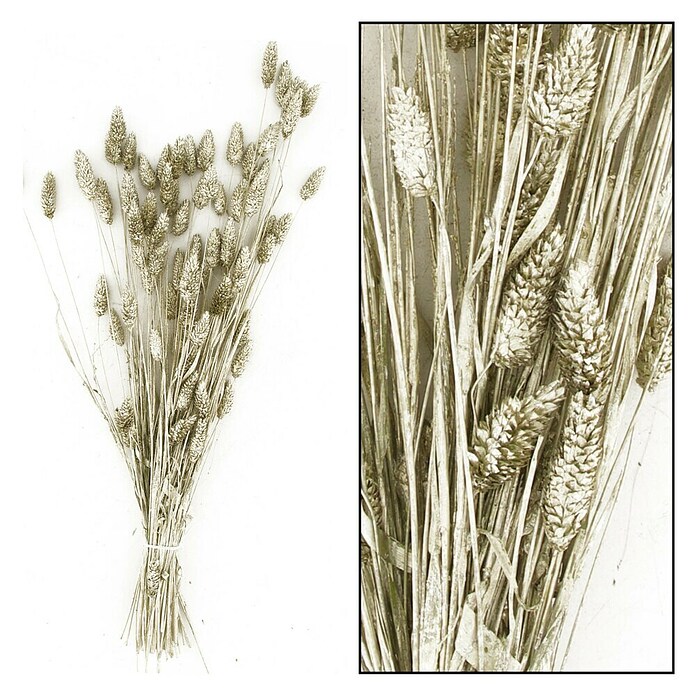 Ramo de flores secas Phalaris (Largo: 76 cm, Plata) | BAUHAUS