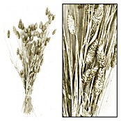 Ramo de flores secas Phalaris (Largo: 76 cm, Plata) | BAUHAUS