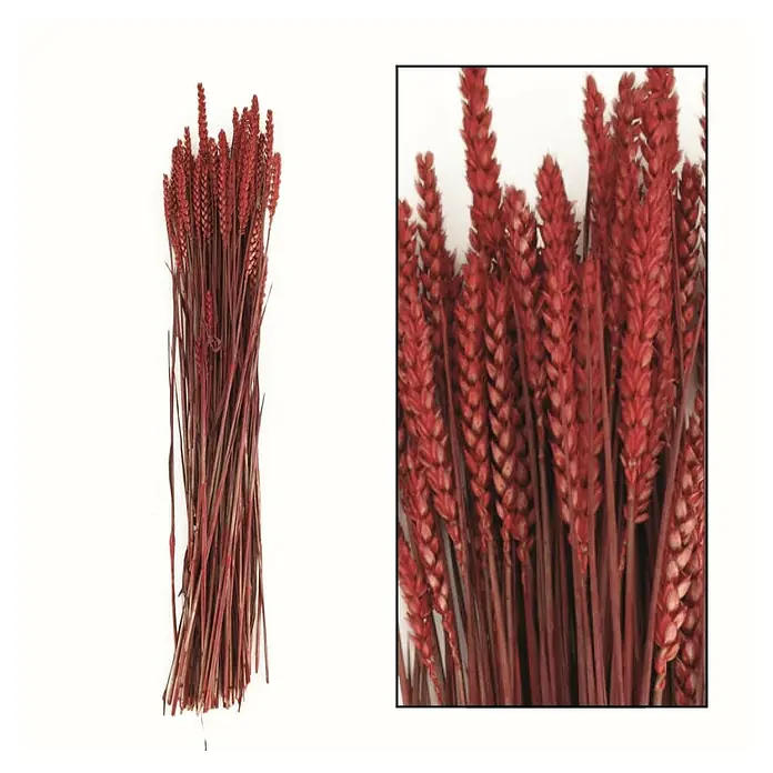 Ramo de flores secas Triticum - Largo: 76 cm, Rojo - Un manojo de tallos de trigo rojo secos, dispuestos con fines decorativos, fotografiado en estudio con un primer plano detallado.