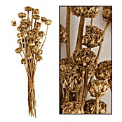 Ramo de flores secas Honey (Largo: 76 cm, Dorado) | BAUHAUS