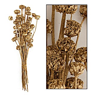 Ramo de flores secas Honey (Largo: 76 cm, Dorado)
