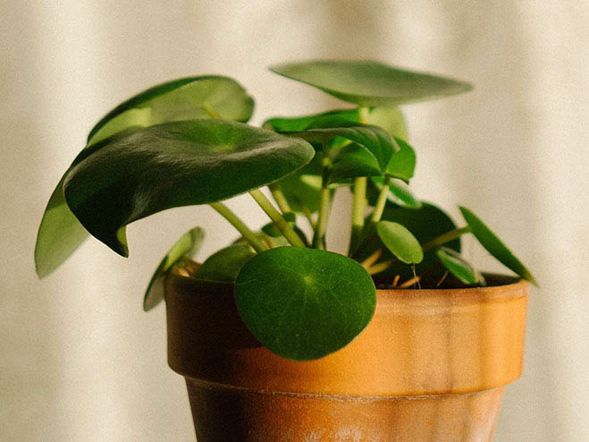 Zimmerpflanze Pilea peperomioides