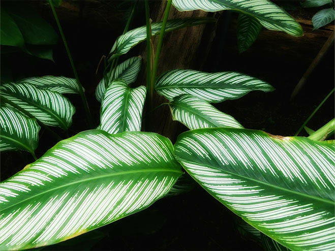 Zimmerpflanze Calathea
