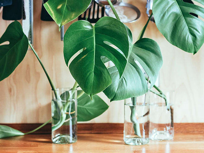 Zimmerpflanze Monstera