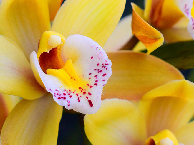 Orchidee als Zimmerpflanze
