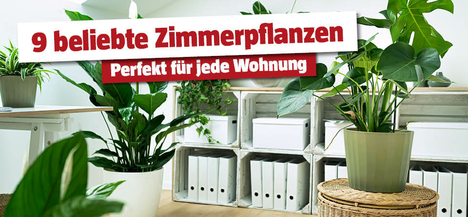 9 beliebte Zimmerpflanzen