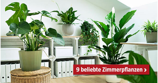 9 beliebte Zimmerpflanzen