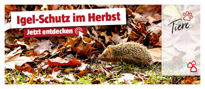 Unterstützung für Igel im Herbst