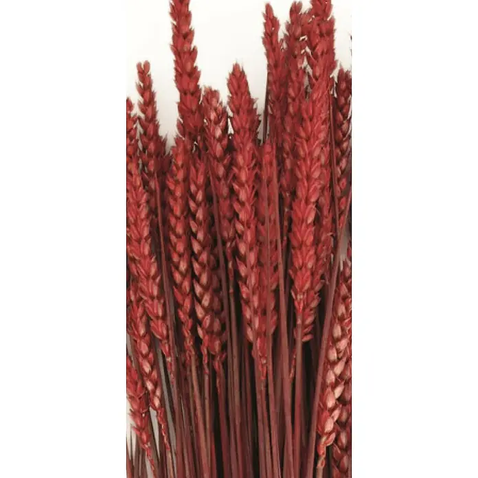 Ramo de flores secas Triticum - Largo: 76 cm, Rojo - Primer plano de un grupo de tallos de trigo rojo secos, ideales para arreglos decorativos o exhibiciones florales.
