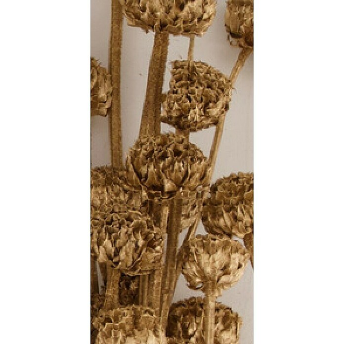 Ramo de flores secas Honey (Largo: 76 cm, Dorado) | BAUHAUS
