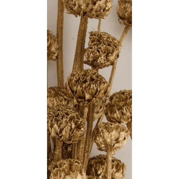 Ramo de flores secas Honey - Largo: 76 cm, Dorado - Primer plano de flores secas doradas con texturas detalladas, que transmiten un ambiente lujoso y elegante.