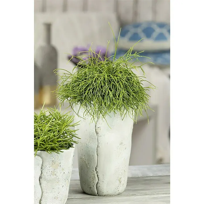 Piardino Rutenkaktus - Rhipsalis cassutha, Topfgröße: 12 cm - Künstliche Rutenpflanze in einem rissigen weißen Topf, die eine frische, natürliche Note in jeden Raum bringt.