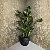Marburg Eclectic Vliestapete Moiré (Gold, Metalloptik, 10,05 x 0,7 m) | BAUHAUS