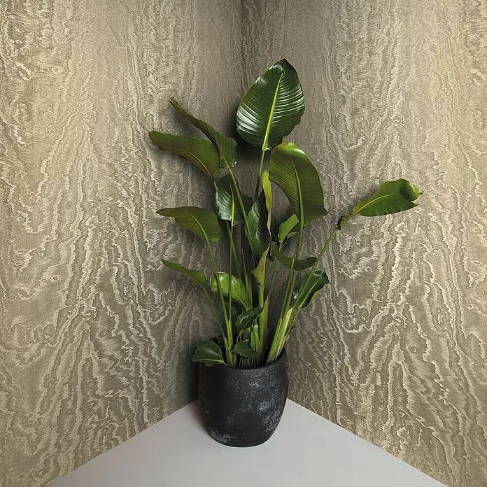 Marburg Eclectic Vliestapete Moiré - Gold, Metalloptik, 10,05 x 0,7 m - Eine Strelitzie, auch Paradiesvogelblume genannt, in einem dunklen Topf, vor einer gemusterten Wand, die eine tropische Note ins Zuhause bringt.