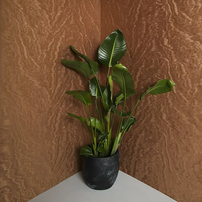 Marburg Eclectic Vliestapete Moiré - Kupfer, Metalloptik, 10,05 x 0,7 m - Ein grüner Strelitzia-Reginae-Baum in einem schwarzen Topf vor einer braunen Wand.