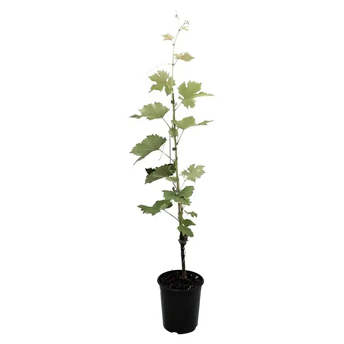 Weinrebe Vanessa - Vitis vinifera Vanessa, Erntezeit: August - Eine junge Weinrebe in einem schwarzen Topf, bereit für das Pflanzen. Die Pflanze hat grüne Blätter und einen dünnen Stamm.