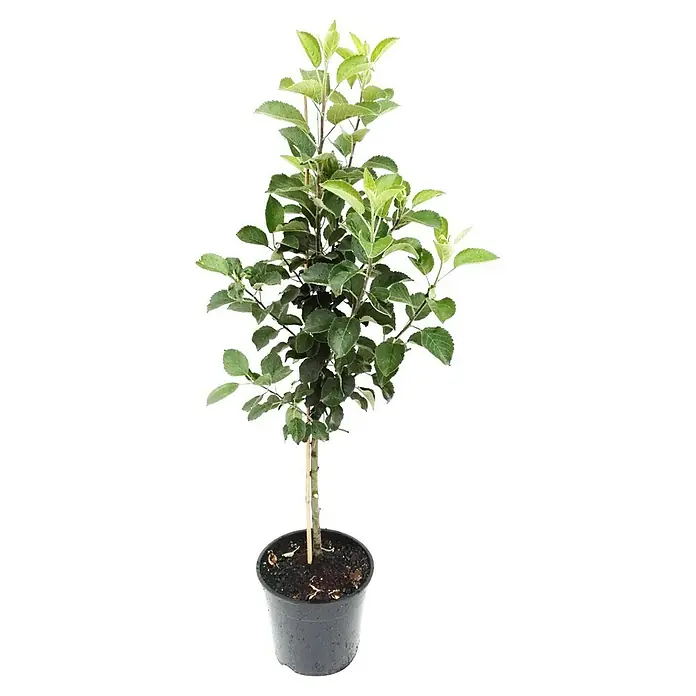 Apfelbaum Finkenwerder Prinz - Malus domestica Finkenwerder Prinz, Erntezeit: September - Junger Apfelbaum in einem schwarzen Topf, ideal für den Garten oder Balkon. Die Pflanze ist mit grünen Blättern bestückt und bereit zum Einpflanzen.