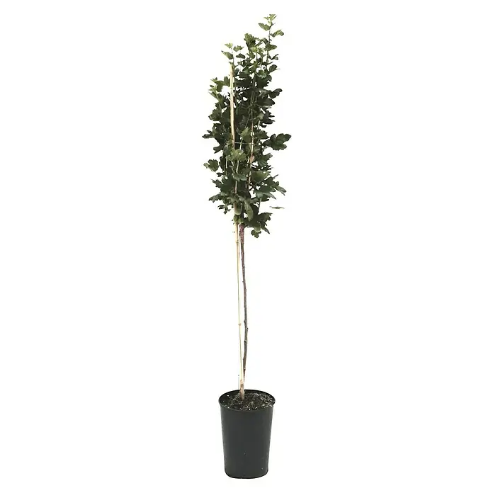 Stachelbeere Pax - Ribes uva-crispa Pax, Erntezeit: Juli - Einzelner Baum in einem schwarzen Topf, perfekt für Gartenliebhaber und zur Dekoration von Außenbereichen.