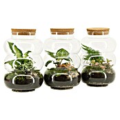 Piardino Terrarium (Höhe: 25 cm, 1 x Glasflasche, Pflanzen, Deko) | BAUHAUS