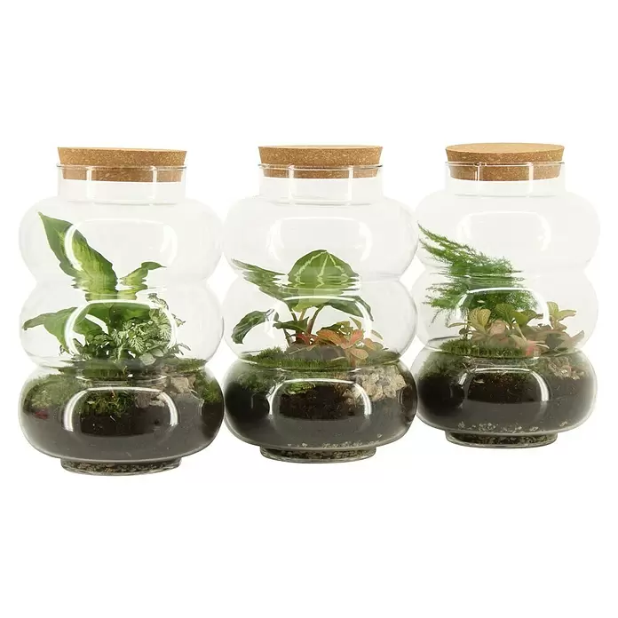 Piardino Terrarium - Höhe: 25 cm, 1 x Glasflasche, Pflanzen, Deko - Drei klare Glas-Terrarien mit Korkdeckeln, jedes mit üppigen grünen und farbigen Pflanzen und Erde.