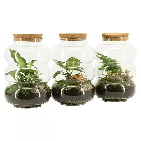 Piardino  Terrarium
