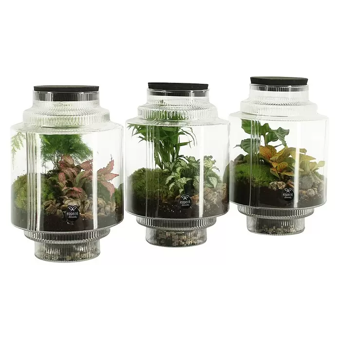Piardino Zimmerpflanzen-Arrangement mit Grünpflanzen - 17 cm - Drei klare Glas-Terrarien mit gerippten Böden und schwarzen Deckeln, die jeweils ein einzigartiges Miniatur-Pflanzen-Ökosystem mit Erde und Steinen enthalten.