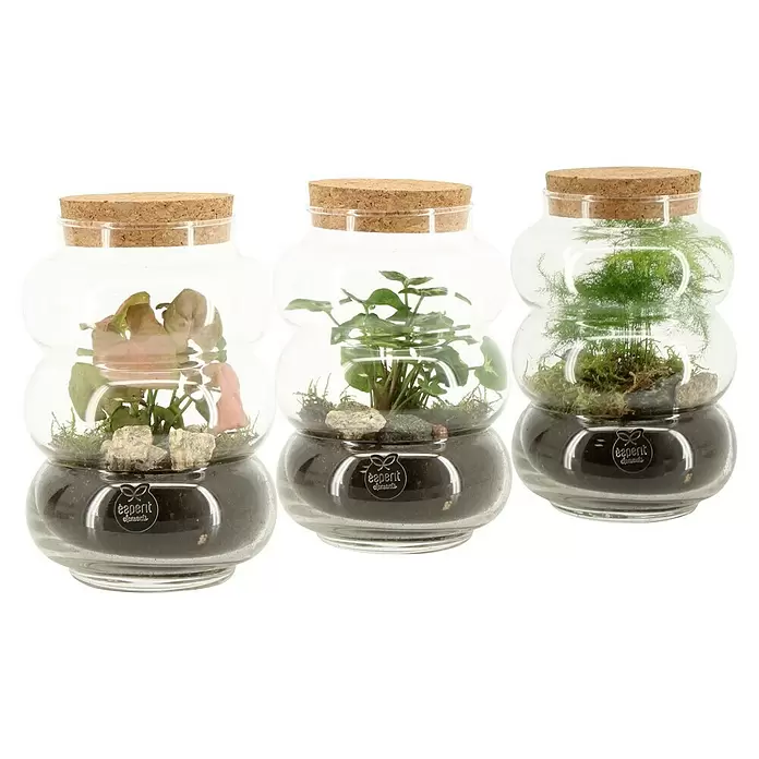 Piardino Zimmerpflanzen-Arrangement - verschiedene Ausführungen, Topfgröße: 12 cm - Drei Glas-Terrarien mit Korkdeckeln, die verschiedene Pflanzen, Moos und Steine enthalten.