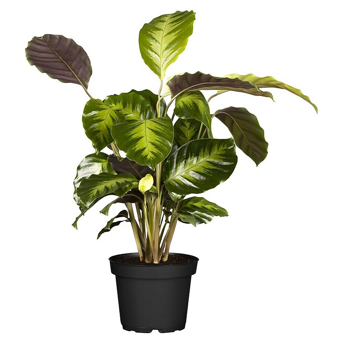 Calathea hybride 17 i.S. gem. im gruenen