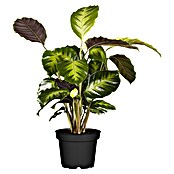 Calathea hybride 17 i.S. gem. im gruenen