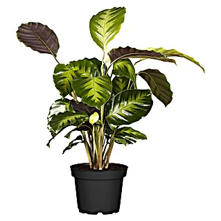 Piardino Calathea (Calathea hybride i.S., Topfgröße: 17 cm, Grün/Weiß)