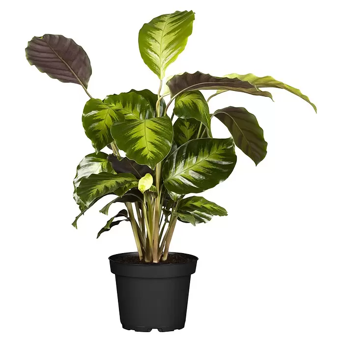 Piardino KorbmaranteCalathea fasciata, Topfgröße: 14 cm