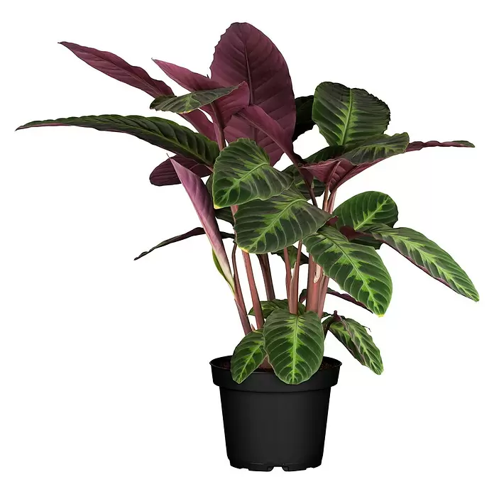 Piardino Calathea - Calathea hybride i.S., Topfgröße: 17 cm, Grün/Weiß - Topfpflanze mit leuchtend grünen und bordeauxroten Blättern in einem schwarzen Pflanzgefäß.