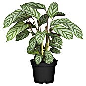 Calathea Dottie 19