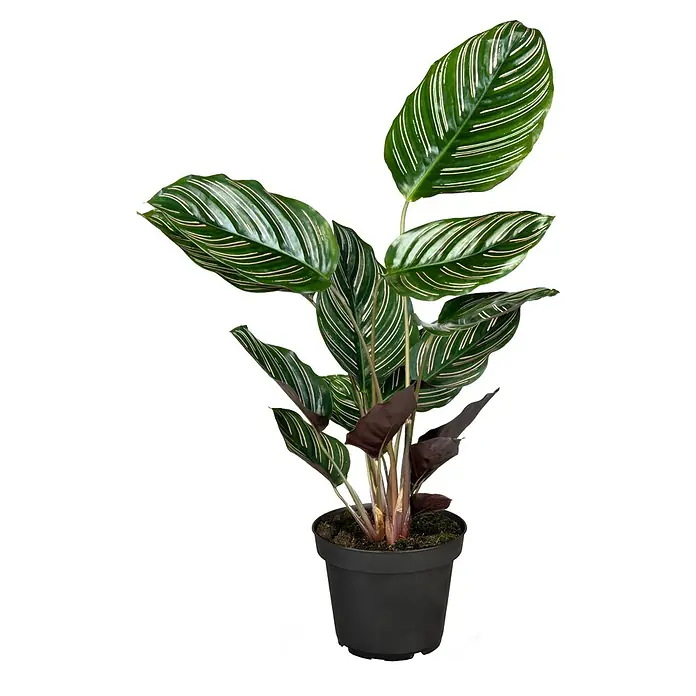 Piardino Korbmarante - Calathea Hybriden Mix, Topfgröße: 19 cm - Eine Zimmerpflanze der Gattung Calathea, auch bekannt als Korbmarante, in einem schwarzen Topf. Das Laub hat grüne Blätter mit hellen, fast weißen Streifen.