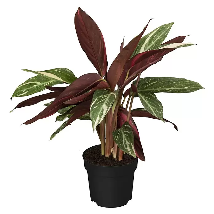 Piardino Calathea - Calathea hybride i.S., Topfgröße: 17 cm, Grün/Weiß - Topfpflanze mit dunkelroten und grün-weiß panaschierten Blättern in einem schwarzen Topf.
