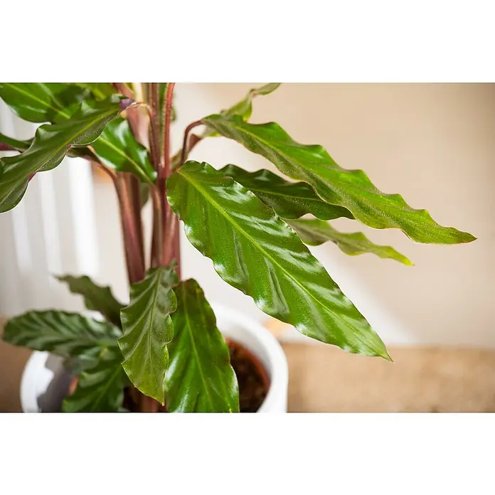 Piardino Korbmarante - Calathea rufibarba, Topfgröße: 14 cm - Nahaufnahme einer Calathea rufibarba Pflanze mit grünen, gewellten Blättern und rötlichen Stielen in einem weißen Topf.