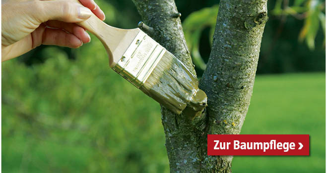 Baumpflege