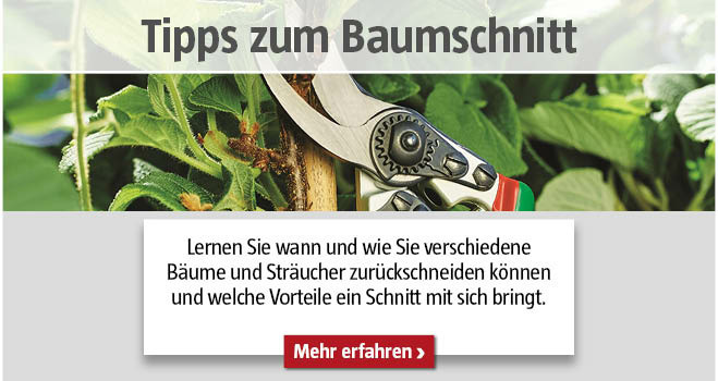 Baumschnitt Tipps