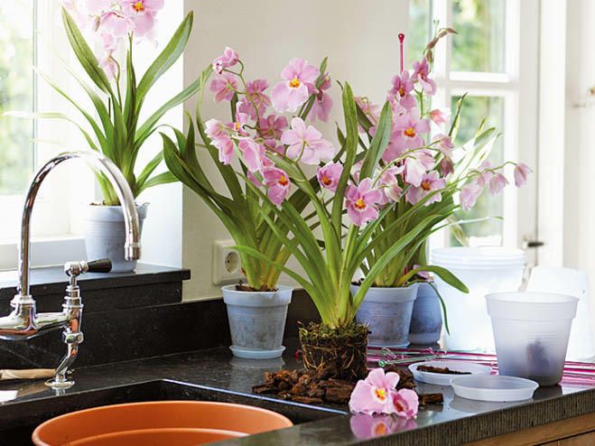 Orchidee als Zimmerpflanze