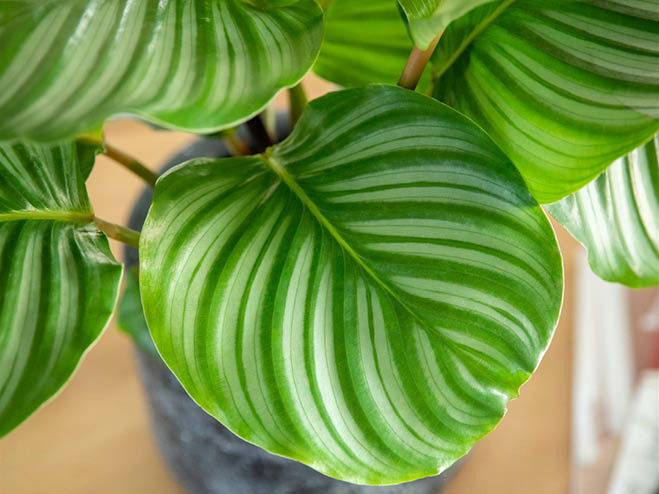 Zimmerpflanze Calathea