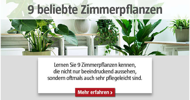 9 beliebte Zimmerpflanzen