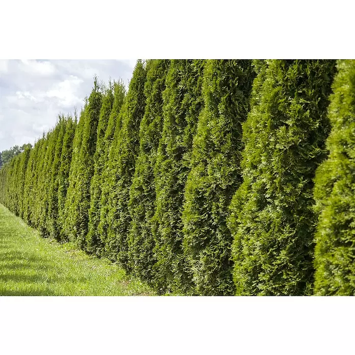 Piardino Lebensbaum - Thuja occidentalis 'Smaragd', Topfgröße: 17 cm - Lange Reihe hoher, konischer, grüner immergrüner Hecken, die als natürlicher Sichtschutz dienen.