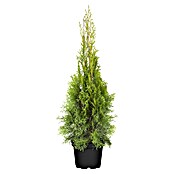 Thuja occidentalis 2Smaragd