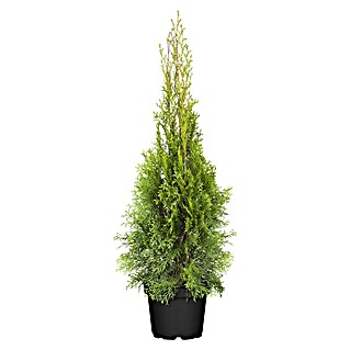 Piardino Lebensbaum (Thuja occidentalis 'Smaragd', Topfgröße: 17 cm)
