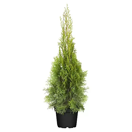 Piardino  Lebensbaum