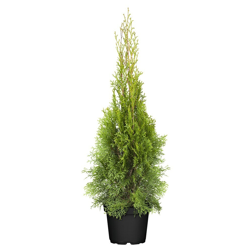 befestigung weihnachtsstern fenster STERNHALTER für Sterne bis ⌀ 16 cm main image 0