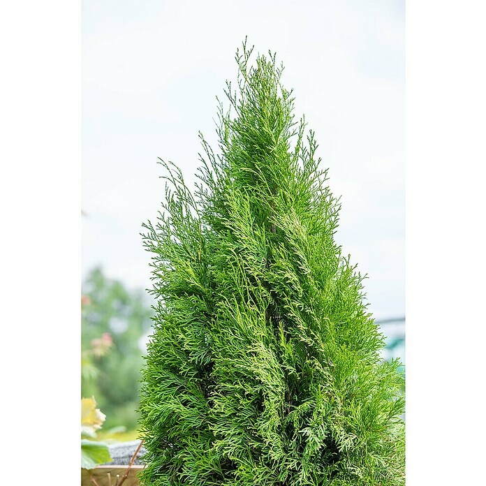 Thuja occidentalis 2Smaragd